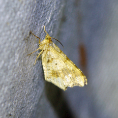 Macaria alternata