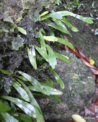 Loxogramme dictyopteris