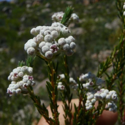 Phylica cryptandroides (Phylica cryptandroides)