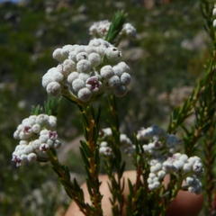 Phylica cryptandroides