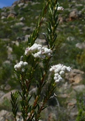 Phylica cryptandroides