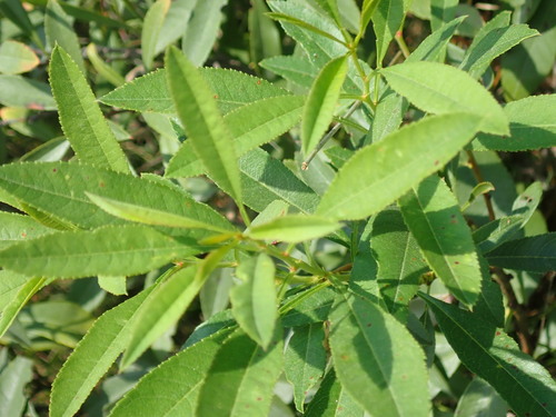 Dwarf Russian Almond