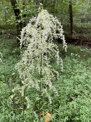 Stenanthium