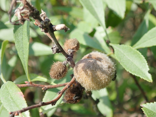 Dwarf Russian Almond