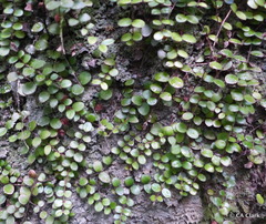 Metrosideros carminea