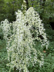 Stenanthium
