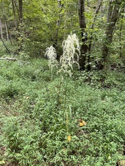 Stenanthium