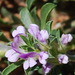Psoralea decumbens - Photo (c) Charles Stirton, μερικά δικαιώματα διατηρούνται (CC BY-SA), uploaded by Charles Stirton