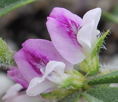 Psoralea decumbens