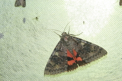 Catocala deducta