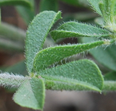 Psoralea decumbens
