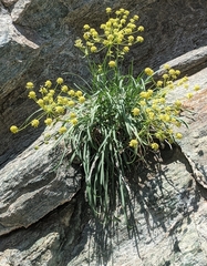 Bupleurum petraeum
