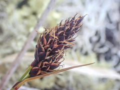Carex albonigra