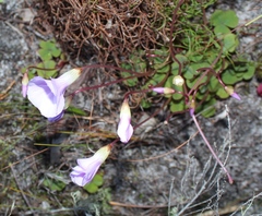 Oxalis commutata concolor