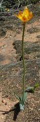 Ornithogalum maculatum