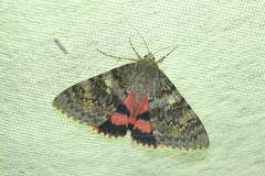 Catocala deducta