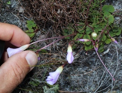 Oxalis commutata concolor