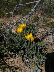 Ornithogalum maculatum