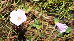 Oxalis commutata concolor