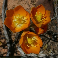 Ornithogalum maculatum