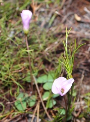 Oxalis commutata concolor