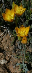 Ornithogalum maculatum