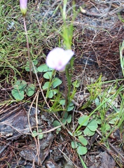 Oxalis commutata concolor