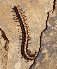 Isocladosoma maculatum