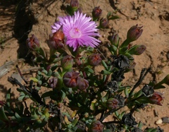 Lampranthus leightoniae