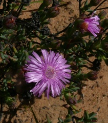 Lampranthus leightoniae