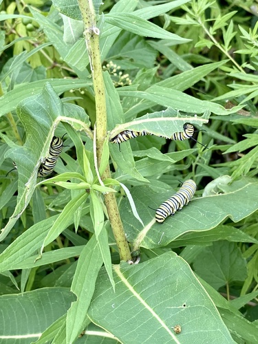 Monarch photographed in New Jersey