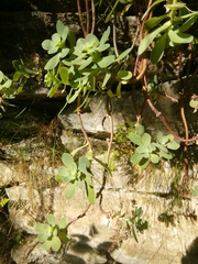 Hylotelephium anacampseros
