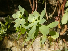 Hylotelephium anacampseros