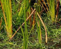 Sparganium glomeratum