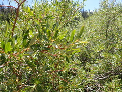 Salix lemmonii