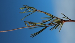 Oxalis polyphylla heptaphylla