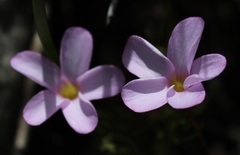 Oxalis polyphylla heptaphylla