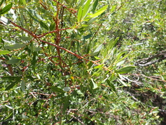 Salix lemmonii
