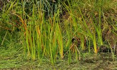 Sparganium glomeratum