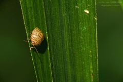 Megacopta cribraria