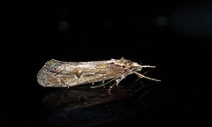 Atomotricha chloronota