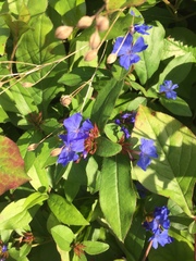 Ceratostigma