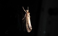Atomotricha chloronota