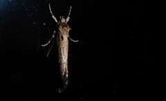 Atomotricha chloronota