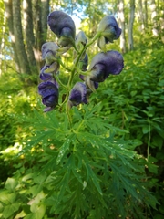 Aconitum burnatii