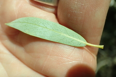 Salix lemmonii