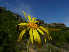 Euryops speciosissimus