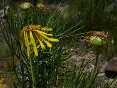 Euryops speciosissimus
