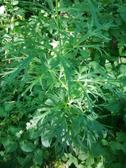 Aconitum burnatii