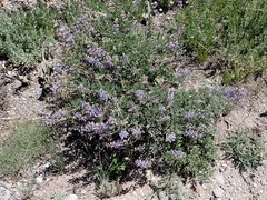 Lupinus fulcratus